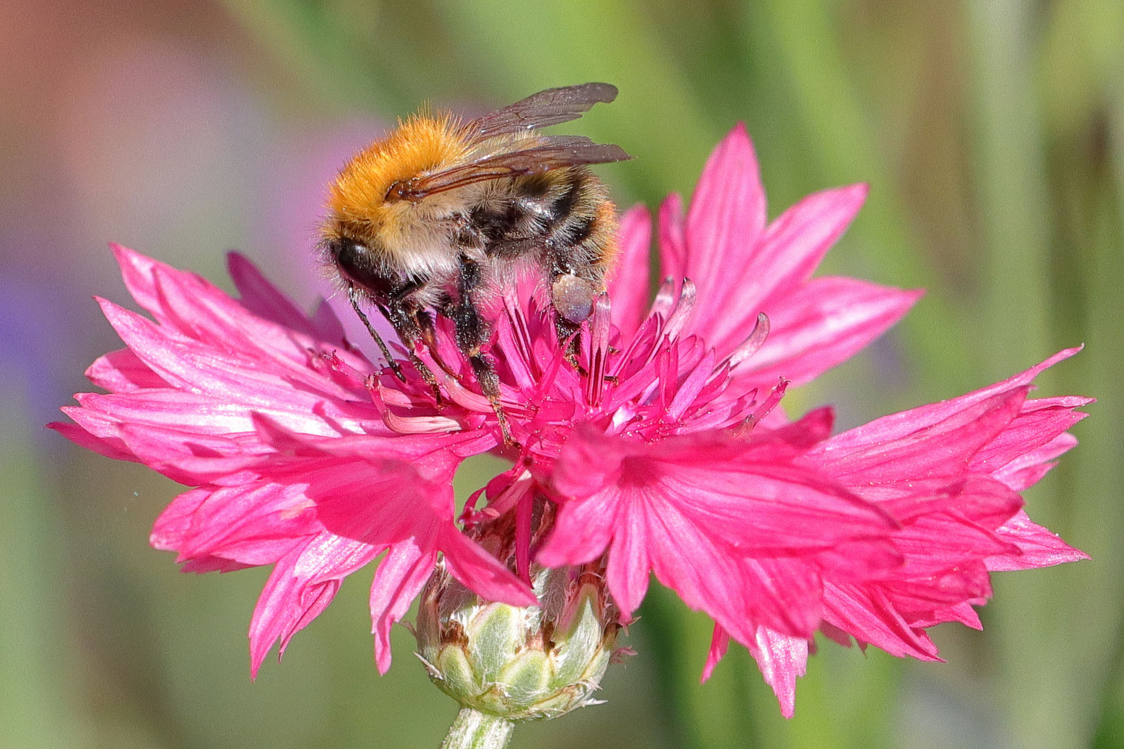 Biene auf Wildblumenblüte