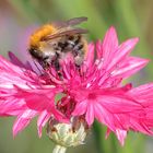 Biene auf Wildblumenblüte