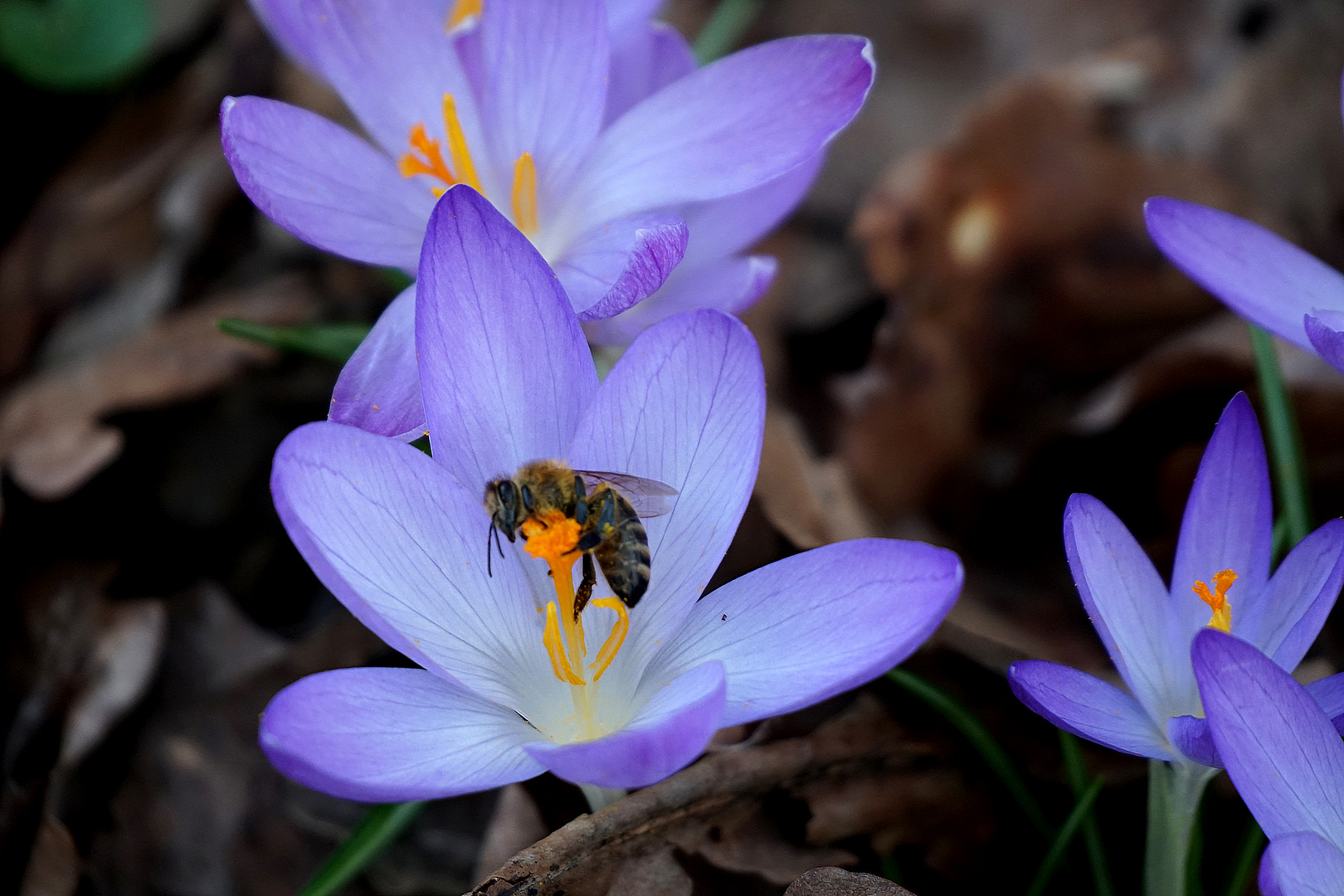 Biene auf wildem Krokus