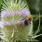 Biene auf Wilder Karde