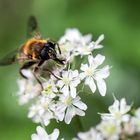 Biene auf Wildkraut