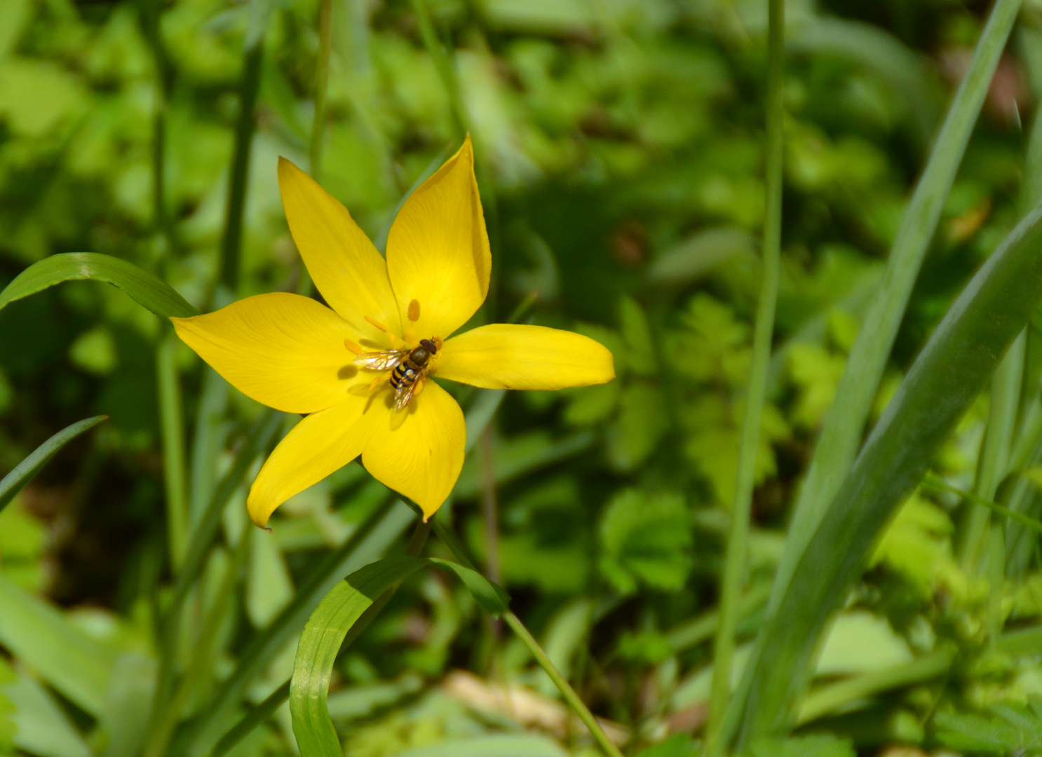 Biene auf Wildtulpe