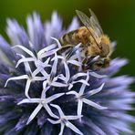 Biene auf Zierdistel