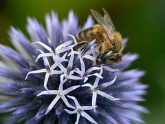 Biene auf Zierdistel