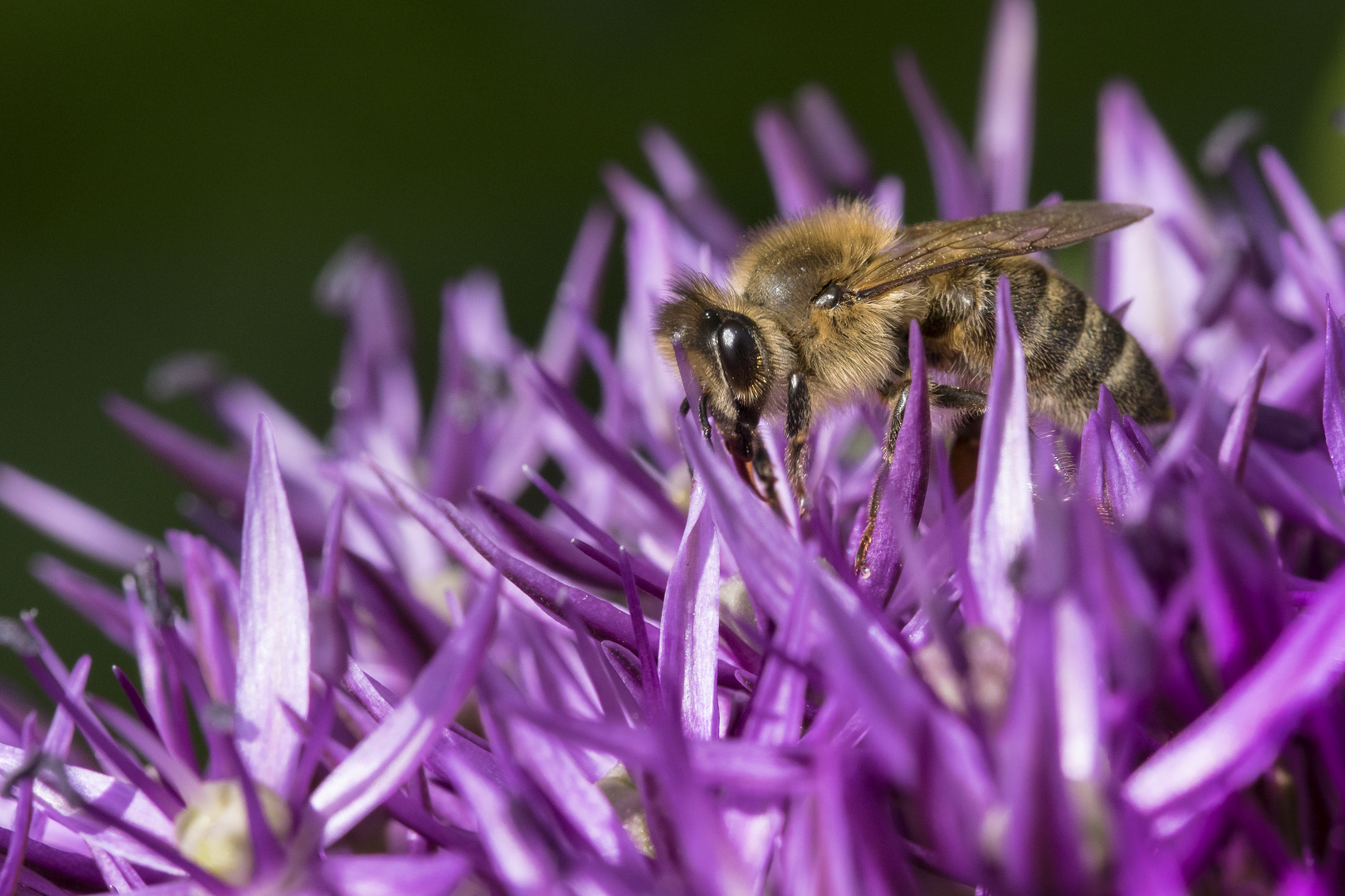 Biene auf Zierschnittlauch