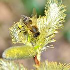 Biene auf Zwirbelweide