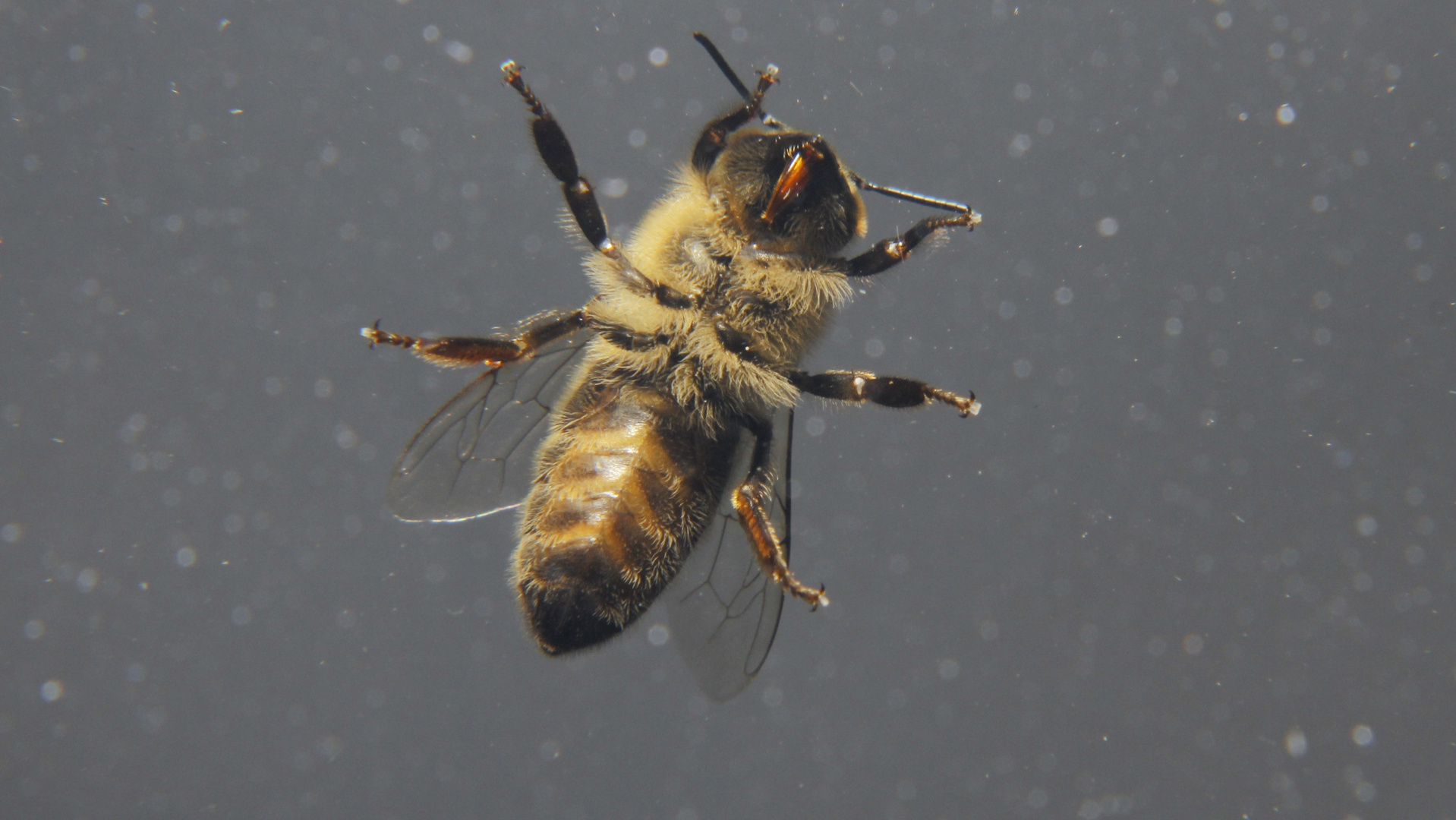 Biene aus einem anderen Blickwinkel