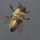 Biene aus einem anderen Blickwinkel