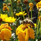 Biene aus meinem Garten