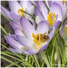 Biene "badet" in Pollen