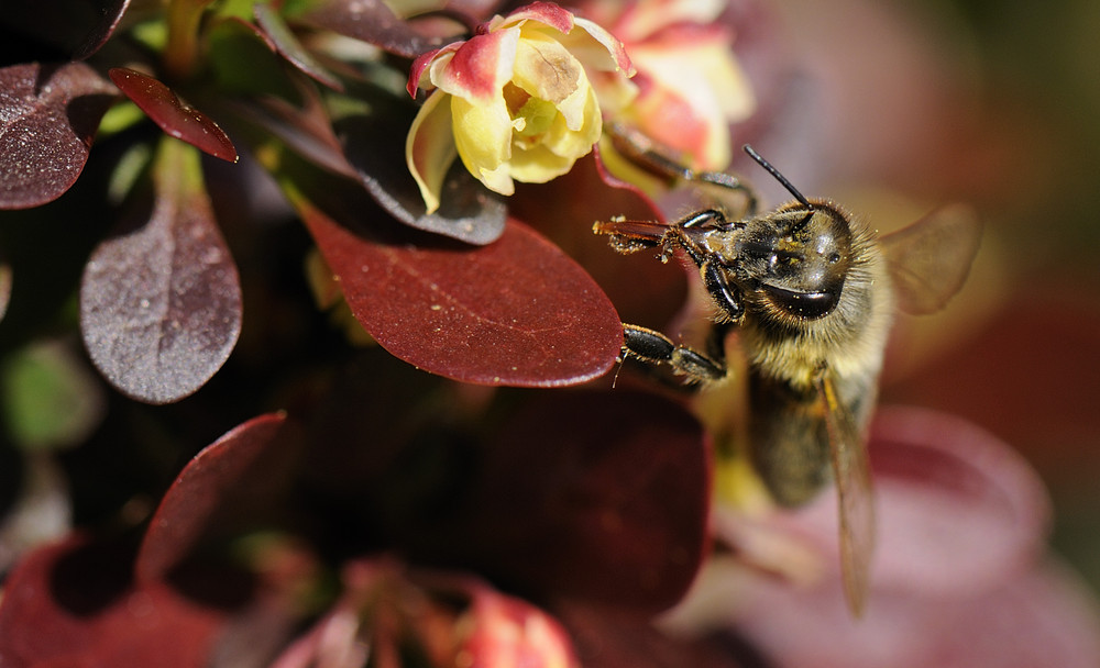 Biene - Bee - Abeille - Ape - Abeja