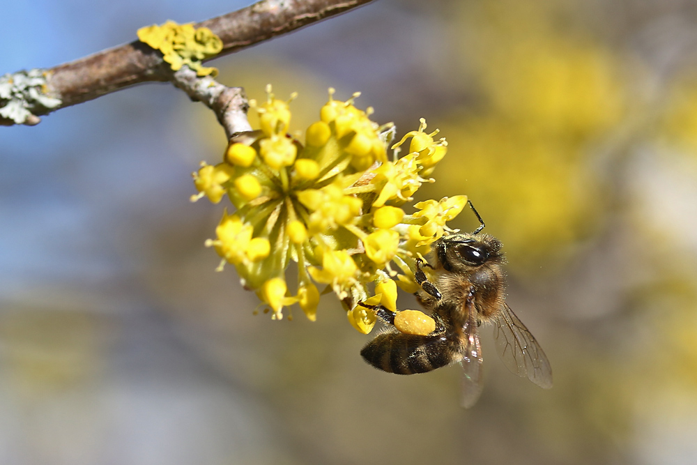 Biene bei der Arbeit