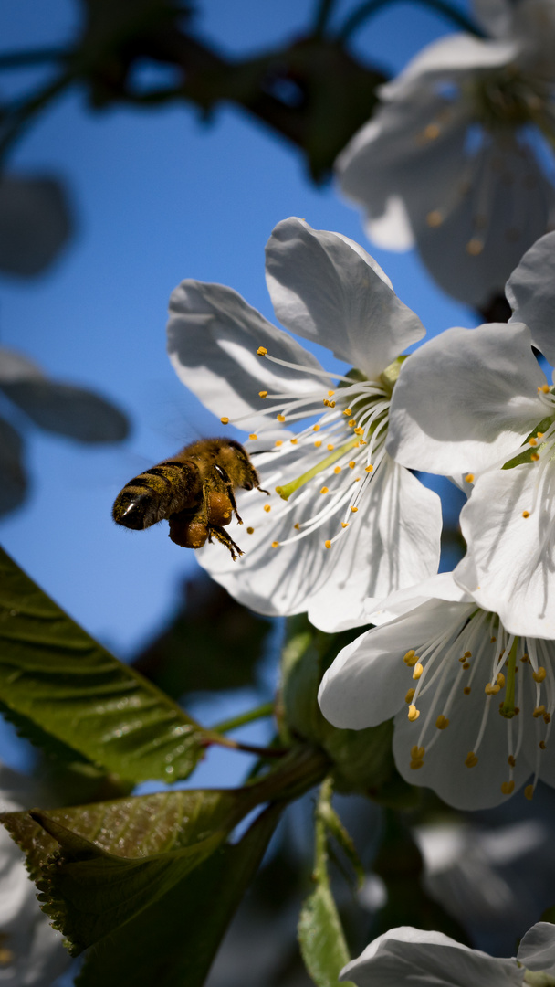 Biene bei der Arbeit