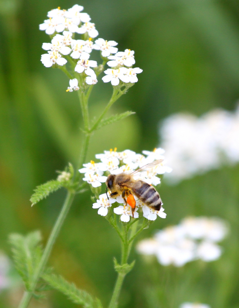 Biene bei der Arbeit