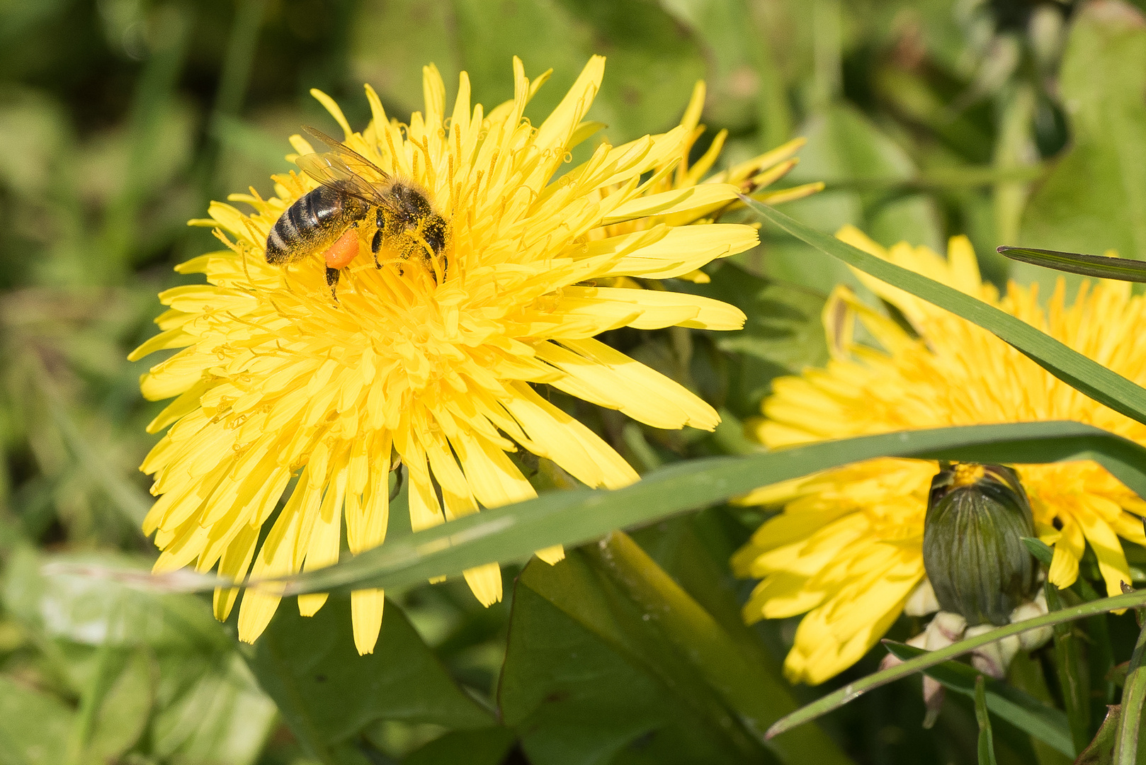 Biene bei der Arbeit (1 von 1)