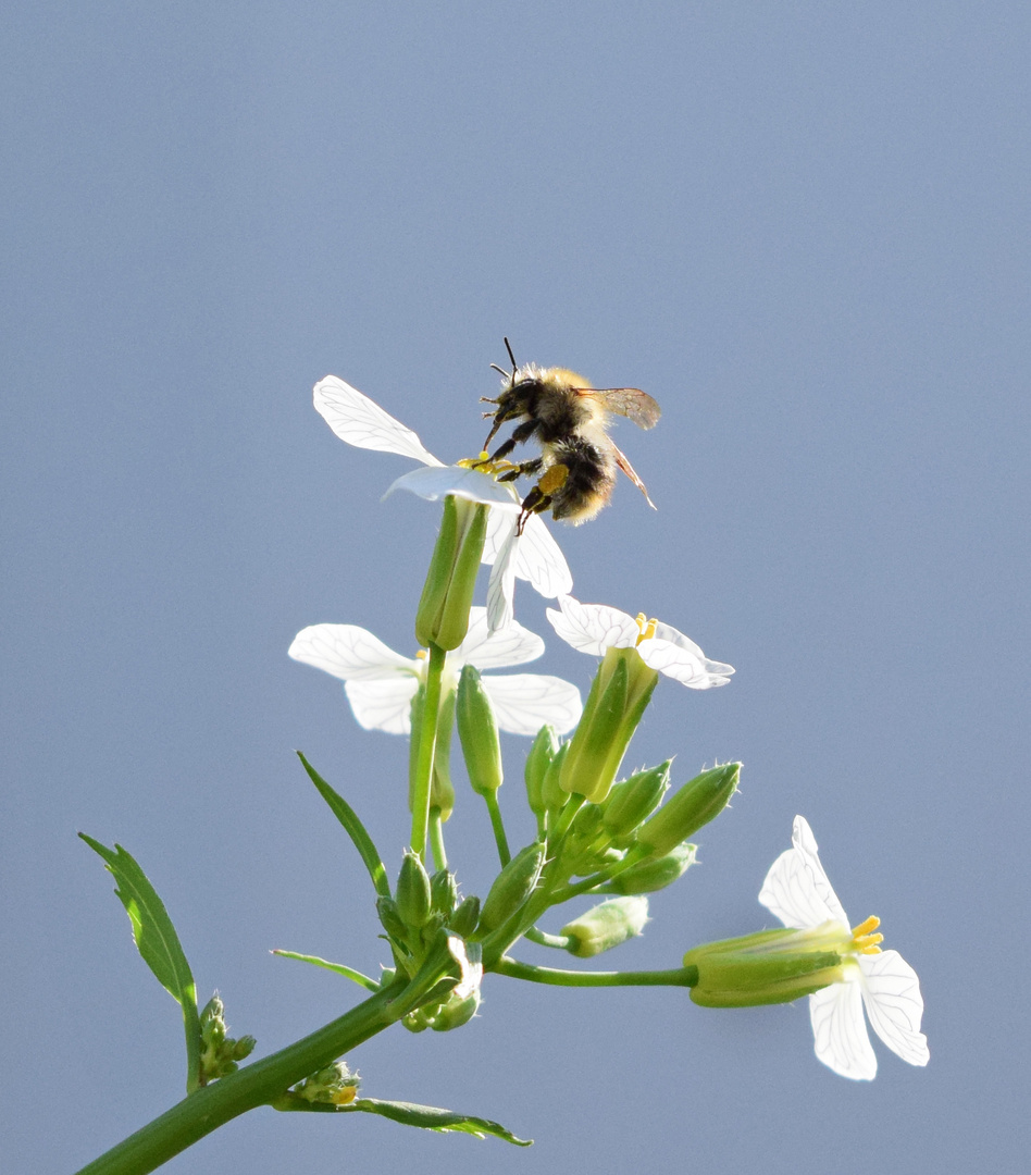 Biene bei der Arbeit