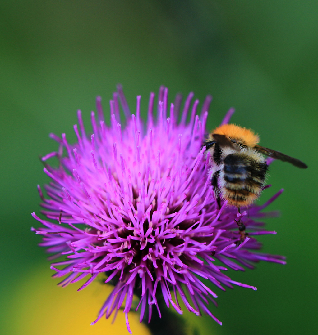 Biene bei der Arbeit