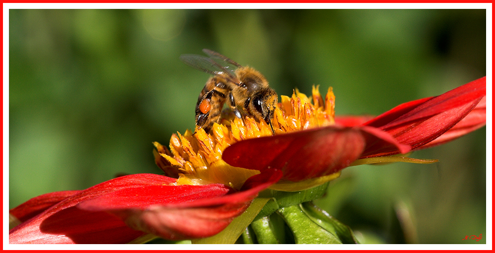 Biene bei der Arbeit