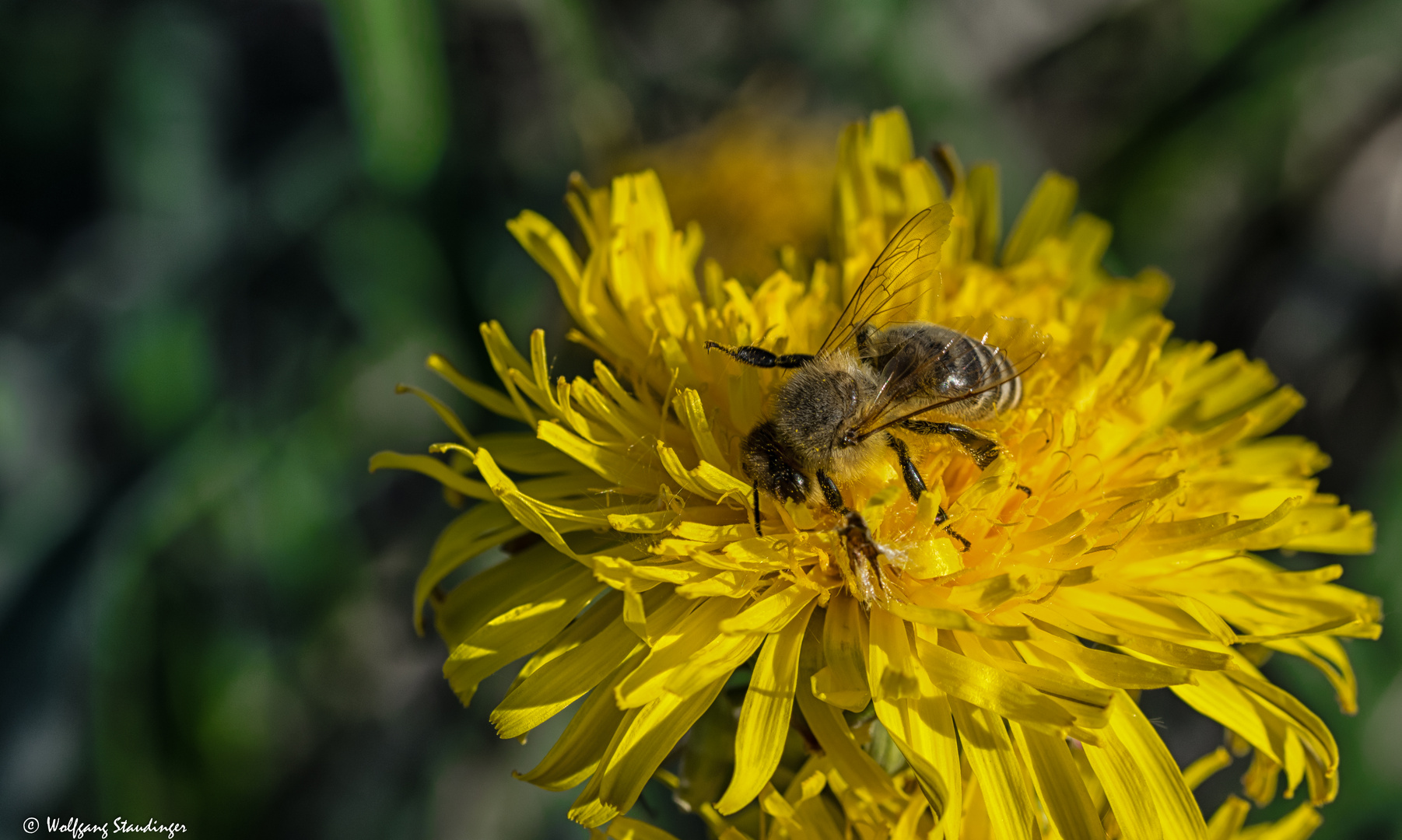 Biene bei der Arbeit (2)