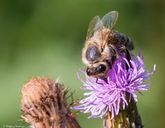 Biene bei der Arbeit (3)