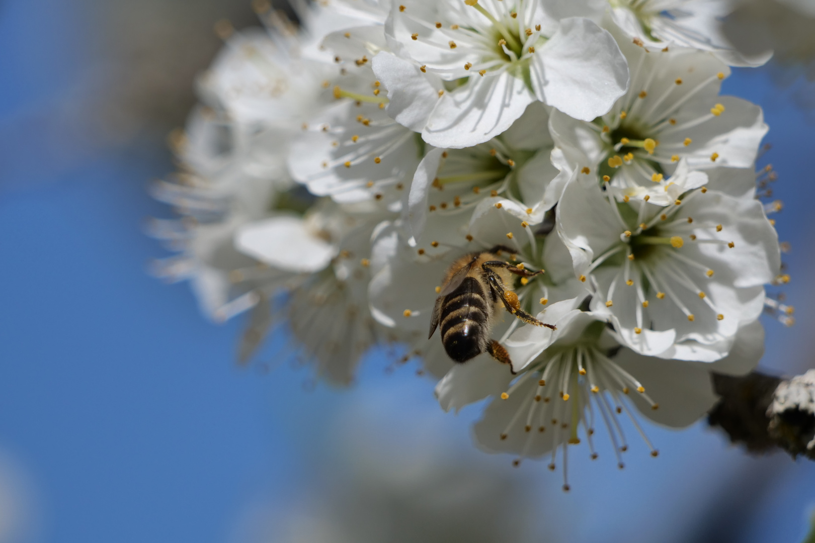 Biene bei der Arbeit