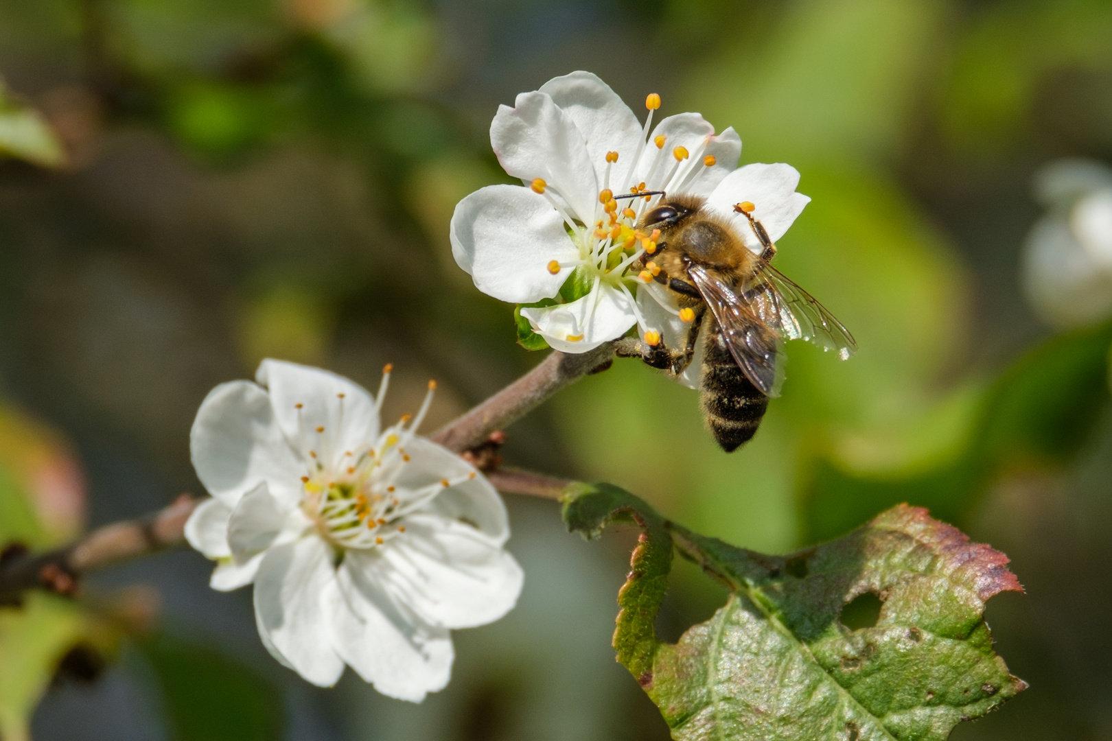 Biene bei der Arbeit