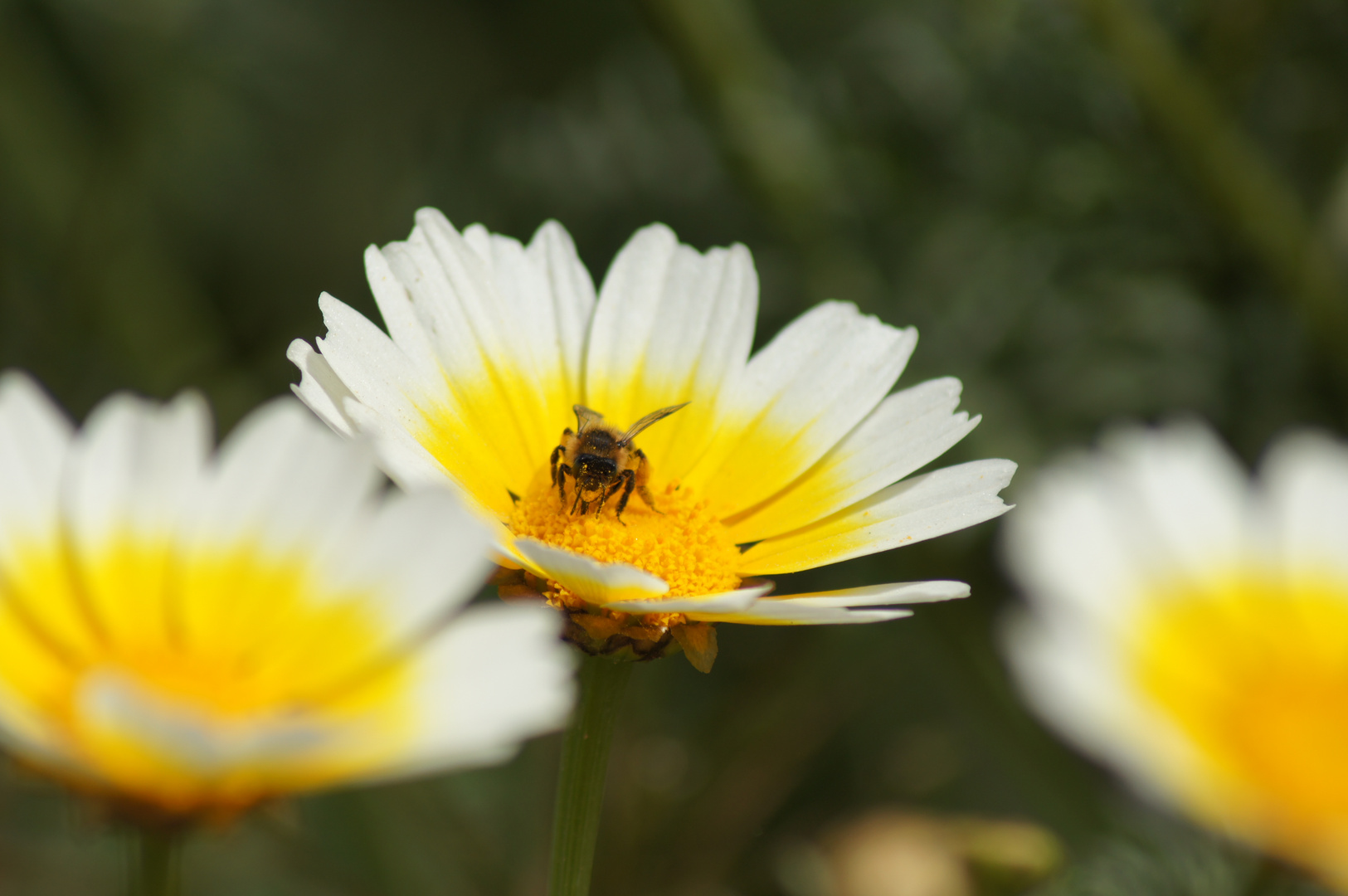 Biene bei der Arbeit