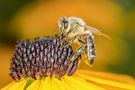 "Biene bei der Arbeit" von shotmePictures 