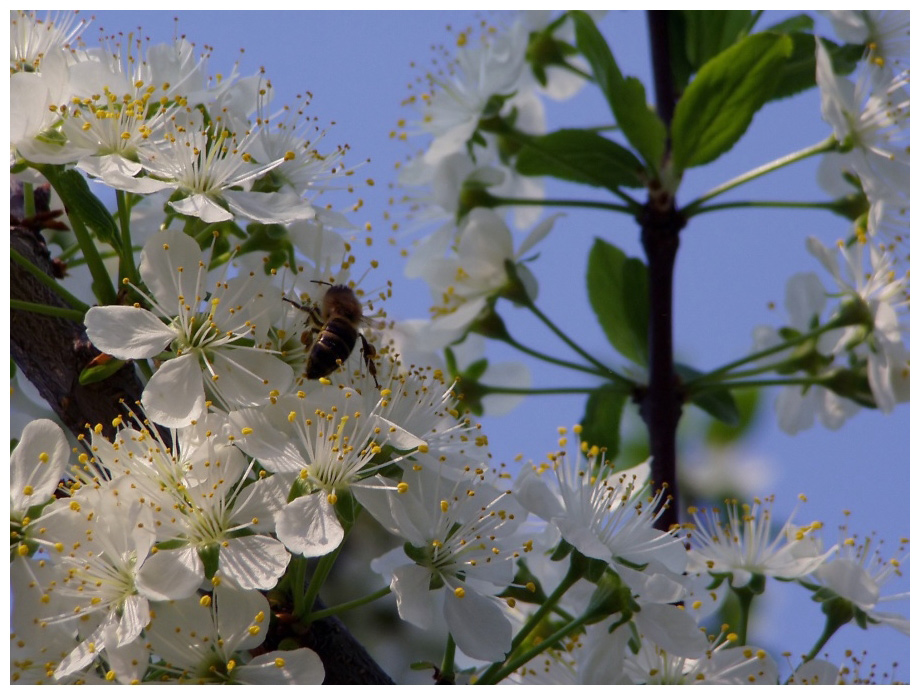 Biene bei der Arbeit