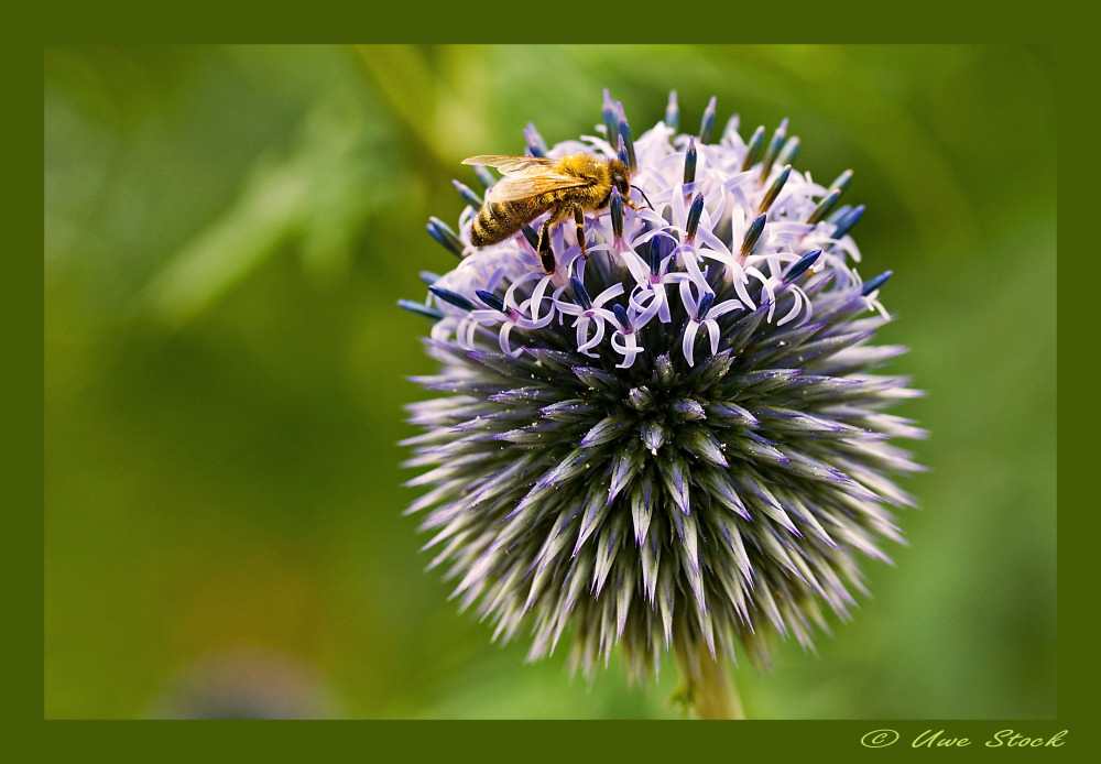 Biene bei der Arbeit