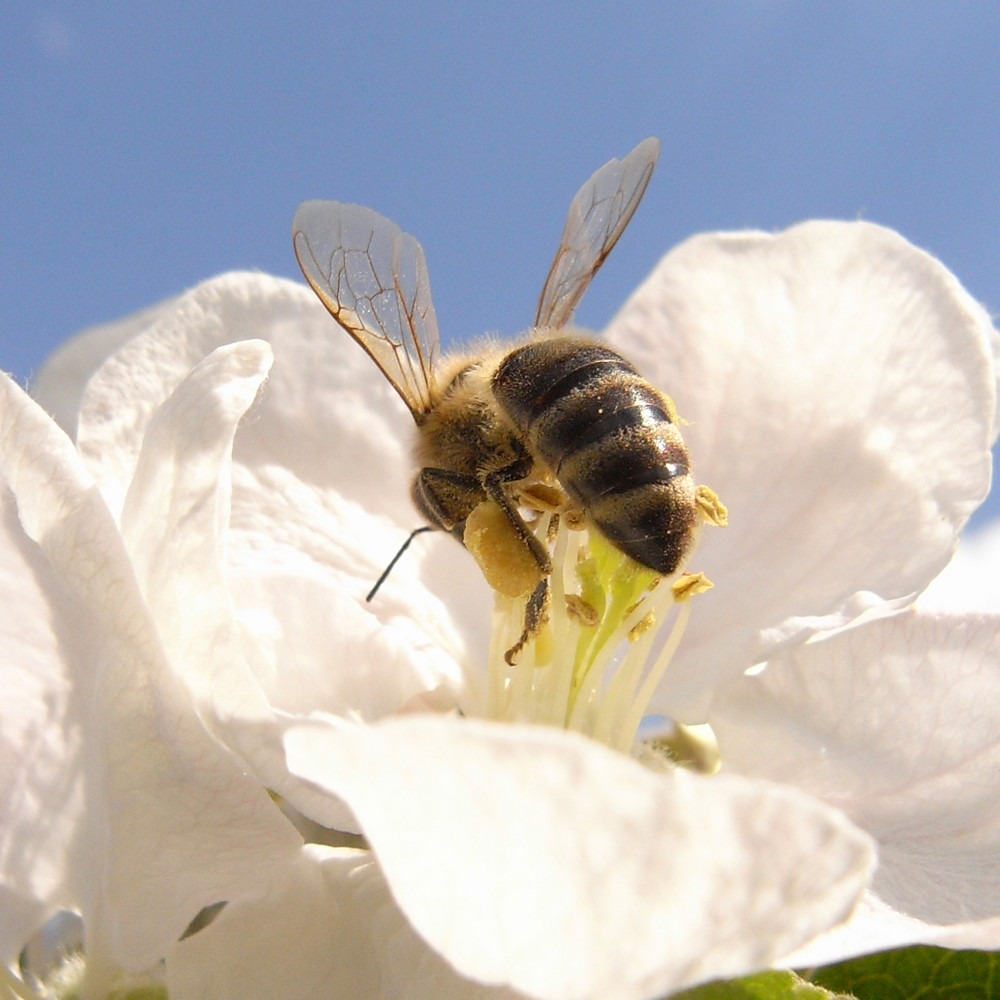 Biene bei der Arbeit