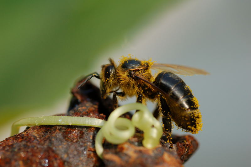 Biene bei der Arbeit