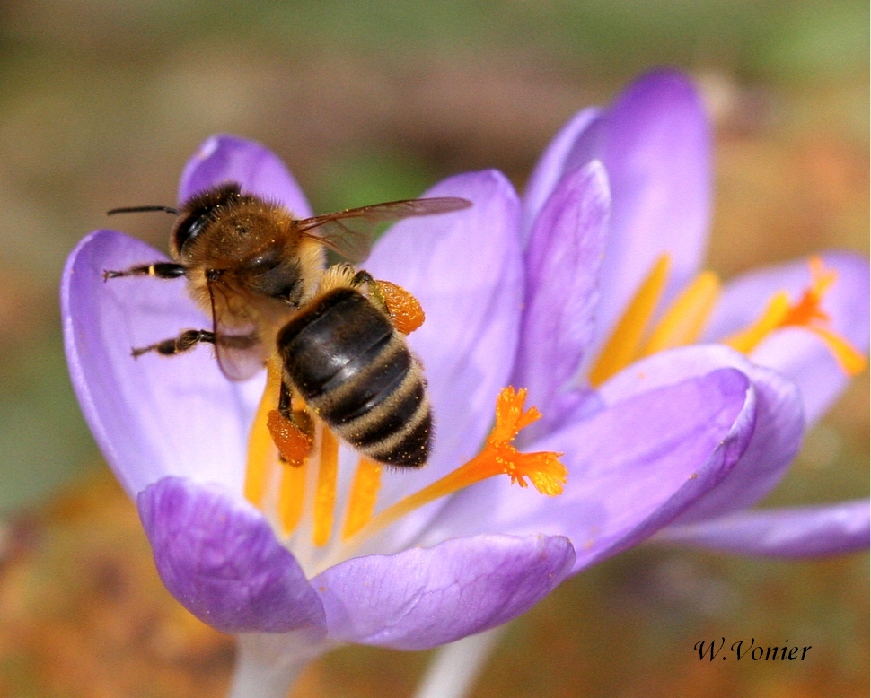 Biene bei der Arbeit