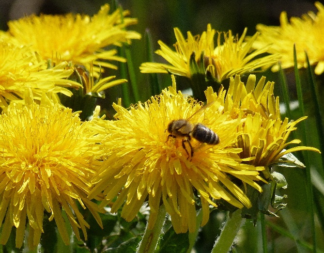 Biene bei der Arbeit