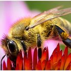 Biene-bei-der-Arbeit
