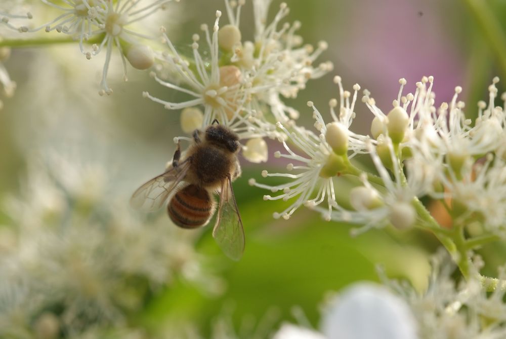 Biene bei der Arbeit