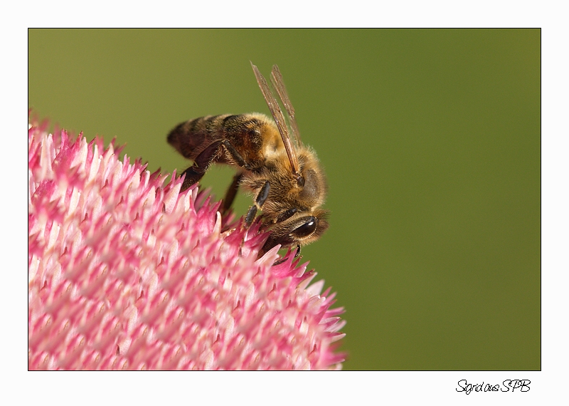 Biene bei der Arbeit