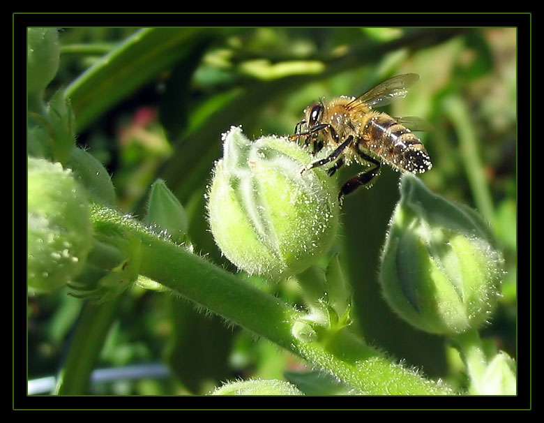 Biene bei der Arbeit