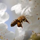 Biene bei der Arbeit (Ausschnitt)