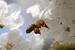 Biene bei der Arbeit (Ausschnitt)