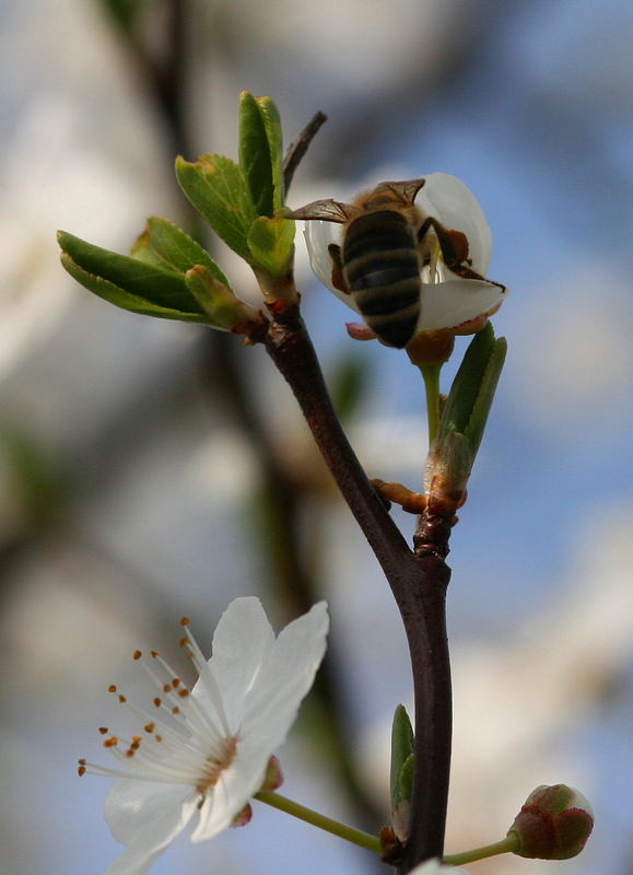 Biene bei der Arbeit