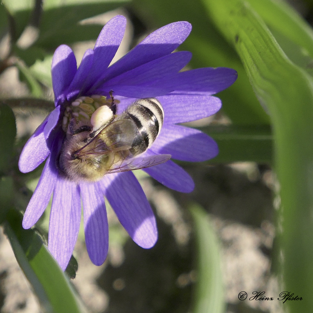 Biene bei der Arbeit