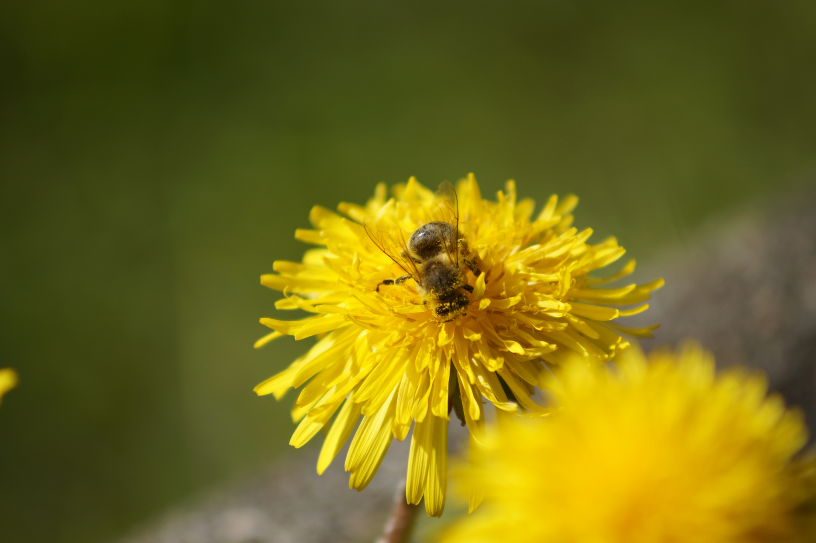 Biene bei der Arbeit