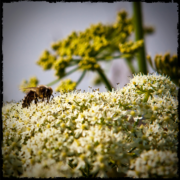 Biene bei der Arbeit