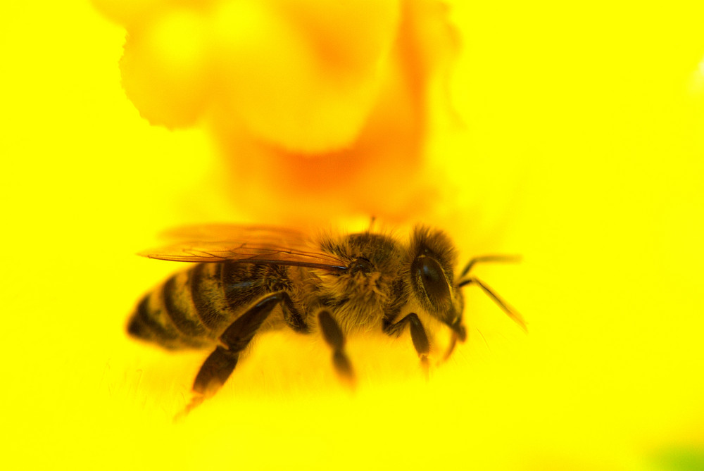 Biene bei der Arbeit