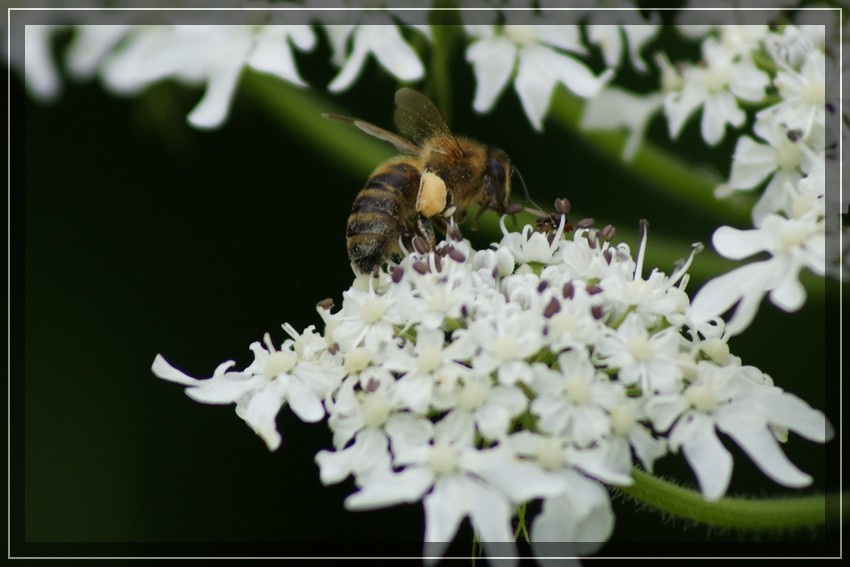 biene bei der arbeit