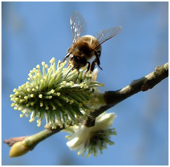 Biene bei der Arbeit