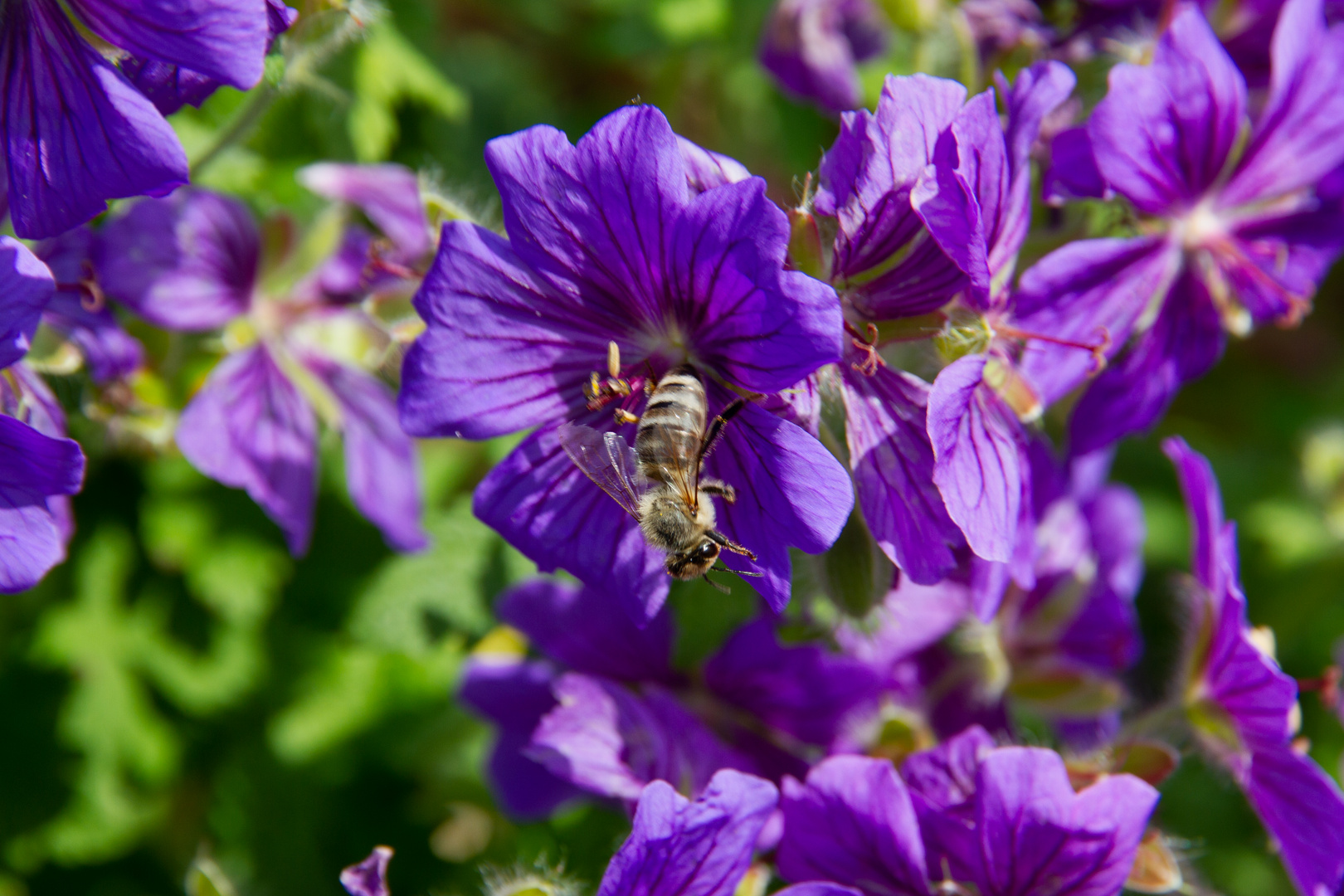 Biene bei der Arbeit II