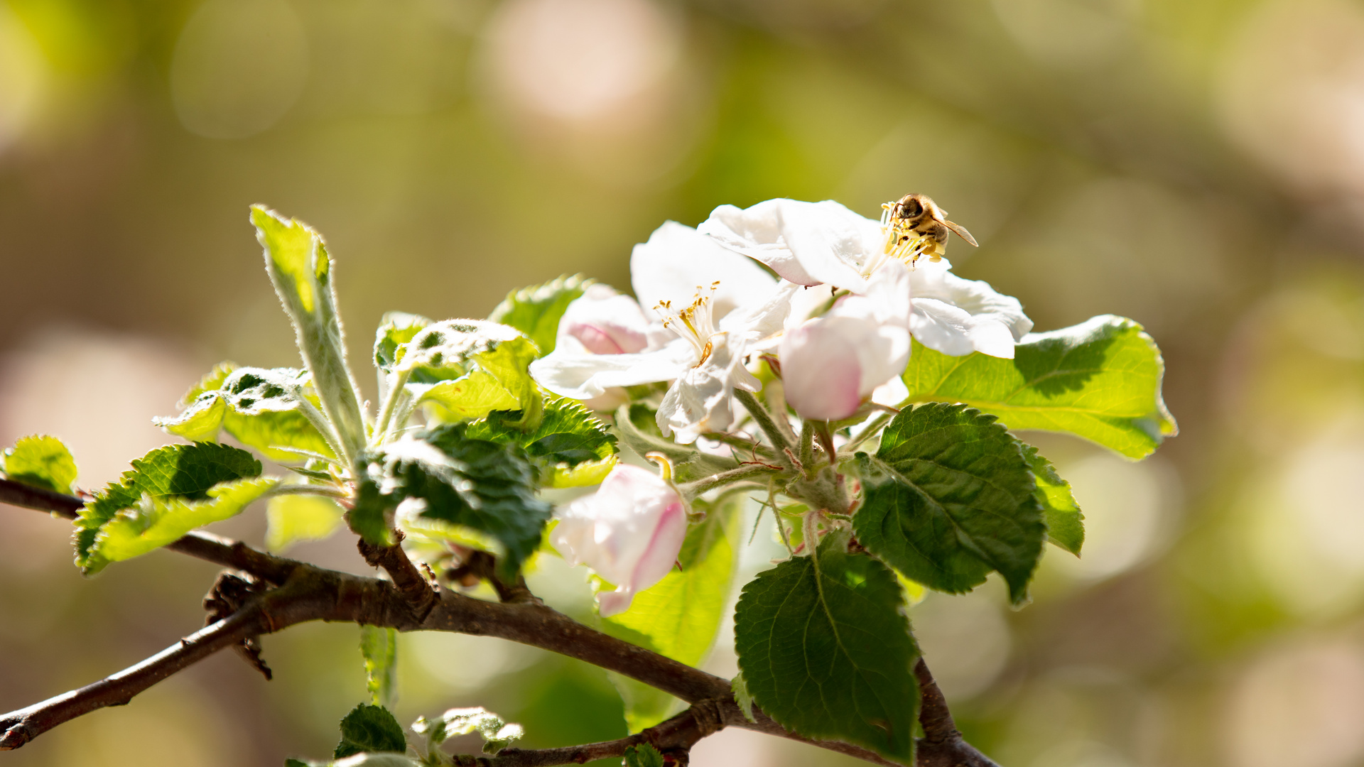 Biene bei der Arbeit im Apfelbaum