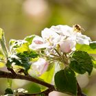 Biene bei der Arbeit im Apfelbaum